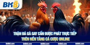 Trận đá gà gay cấn được phát trực tiếp trên nền tảng cá cược online