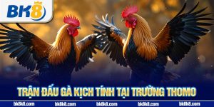 Trận đấu gà kịch tính tại trường Thomo
