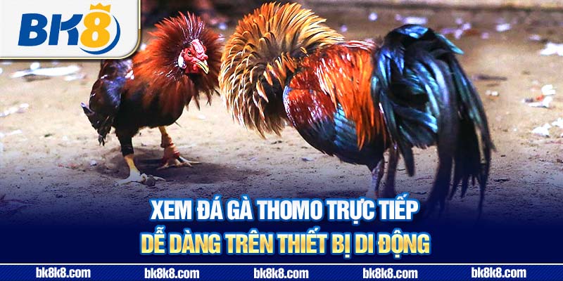 Xem đá gà Thomo trực tiếp dễ dàng trên thiết bị di động