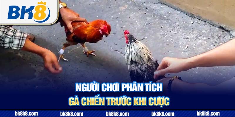 Người chơi phân tích gà chiến trước khi cược